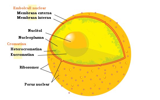 NUCLI La cel lula biologia8 NUCLI La cel lula biologia8